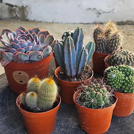 Mourenia Gæstehus Aroue-Ithorots-Olhaiby