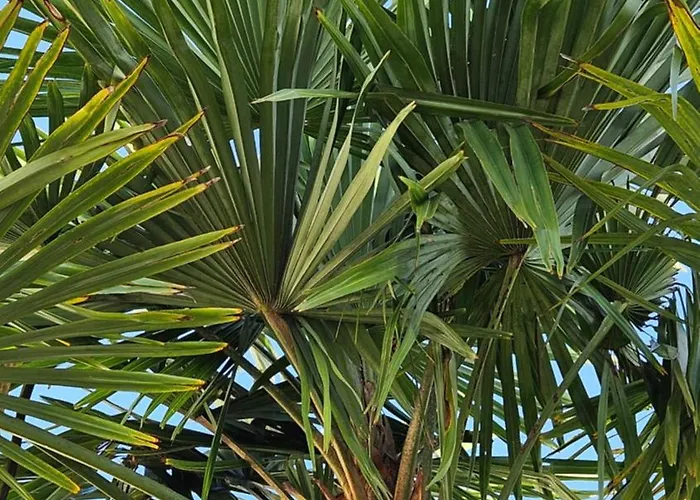 Mourenia Aroue-Ithorots-Olhaiby