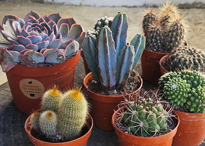 Mourenia Pensión Aroue-Ithorots-Olhaiby